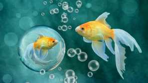 Ryby si mohou vyměňovat informace